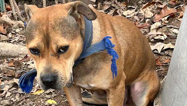 Dog fighting arrest in Greenville County