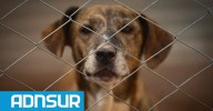 22:00 Cómo denunciar casos de maltrato y crueldad animal en Comodoro Rivadavia y Rada Tilly