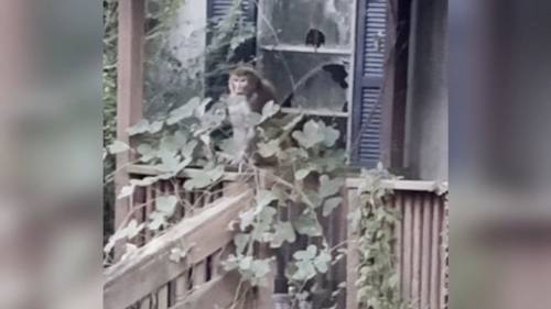 2nd escaped monkey fatally shot; 1 still on loose after MS crash