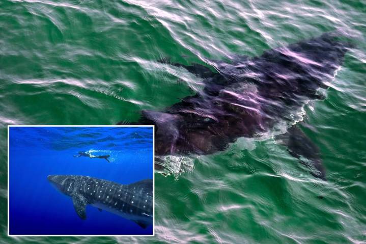 Governments endorse protecting sharks amid overfishing worries