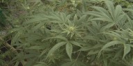 Health department launches outreach and education initiative ahead of hemp registration requirement