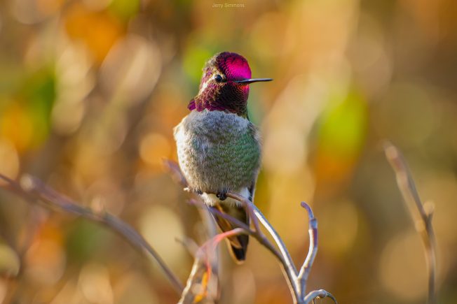 West Seattle Blog… | WEST SEATTLE BIRDS: Seven views of our winged neighbors