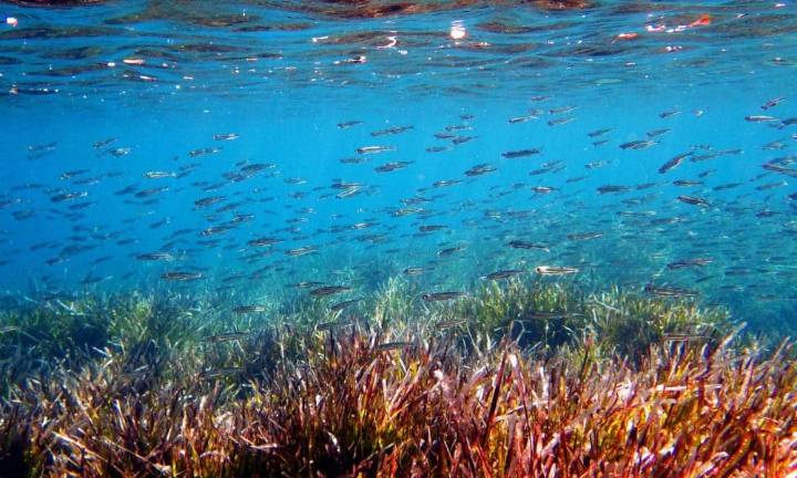 La exposición a temperaturas elevadas puede modificar el ADN de los peces