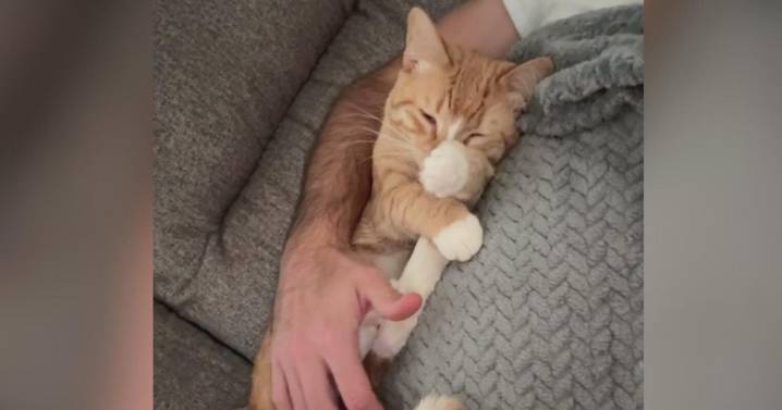 Cat in Plum shot and killed by pellet gun, owner says