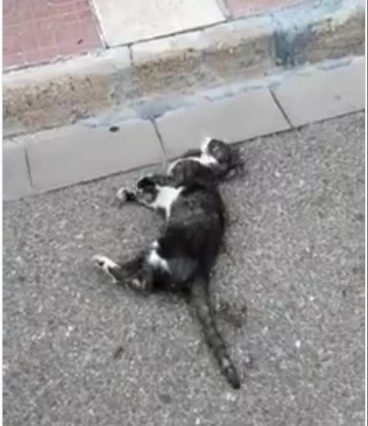 Envenenamiento de gatos alarma a vecinos de Maracay