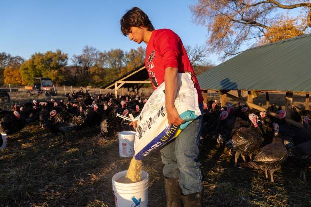 Bird flu cases are on the rise again, including 2 million turkeys. Will that affect your Thanksgiving dinner?