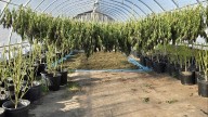 Cannabis plants worth $200M seized in raids on Tyendinaga Mohawk Territory, police say