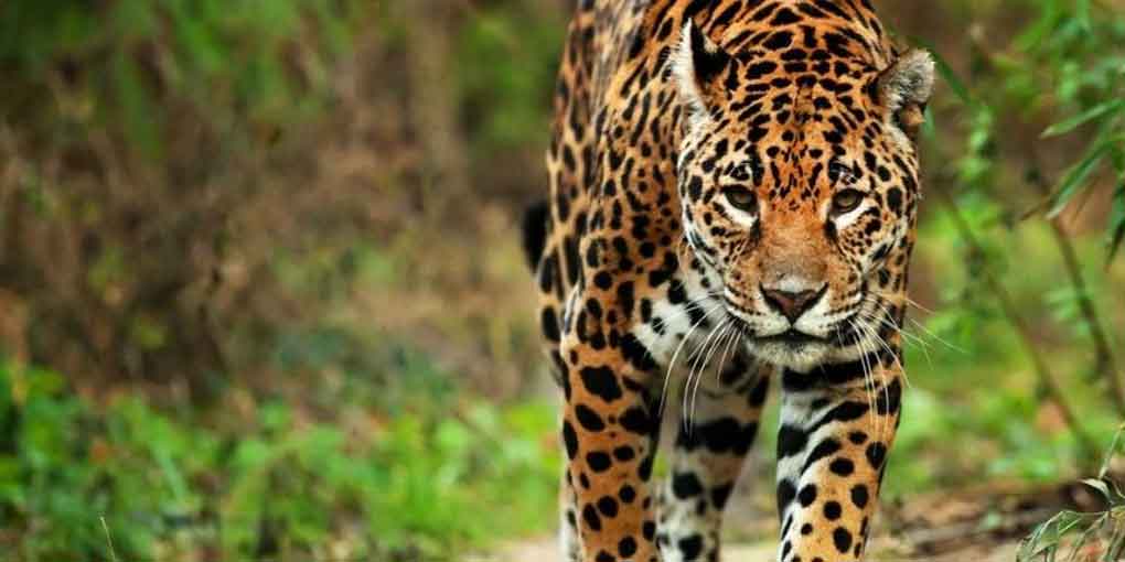 Señalan en Guatemala peligros que afronta el emblemático Jaguar