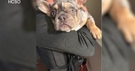 Video: Stolen French Bulldog puppy found in drawer after armed robbery