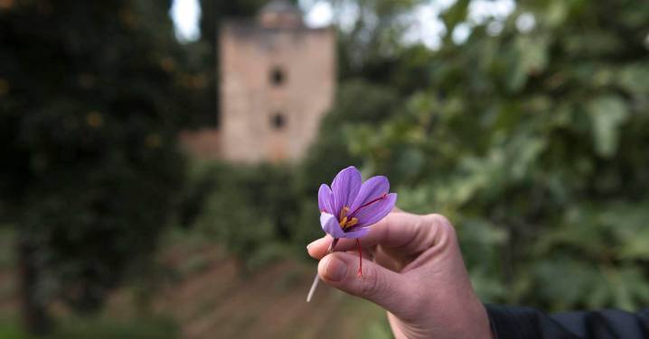 La Alhambra organiza visitas guiadas para conocer el cultivo del azafrán en las huertas del Generalife