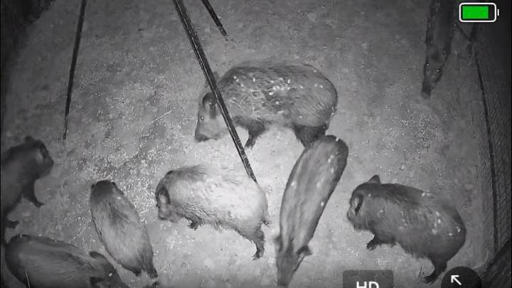 Capturan 36 jabalíes en una noche usando jaulas trampa en Xàtiva