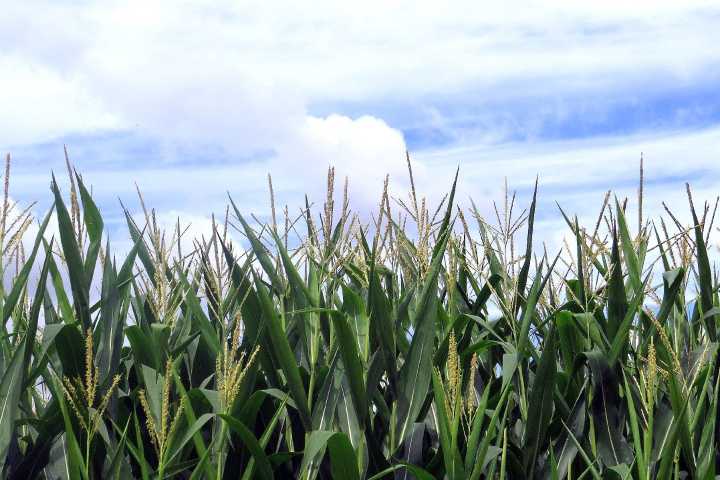 Dog Day at Maze Craze invites pups for fall fun