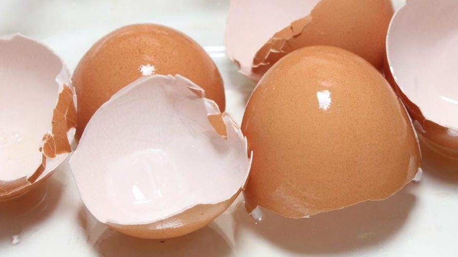 Mennonite Woman Practices Walking on Eggshells for Upcoming Family Gatherings