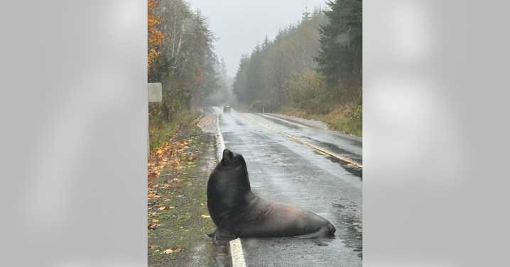 Sea lion delays traffic on flooded road in Cosmopolis
