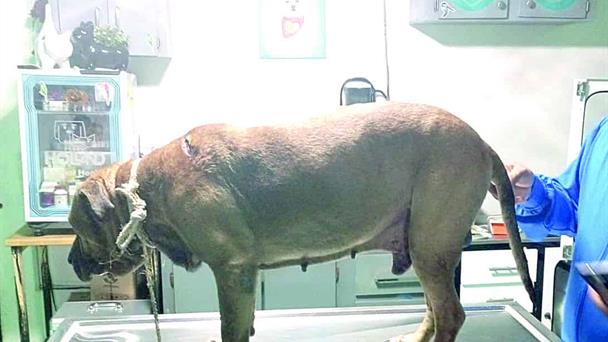 Aumenta el maltrato animal en la ciudad