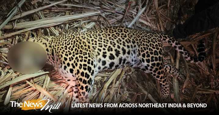 Maharashtra: Man-eater leopard shot dead after 3 deaths in Pimparkhed