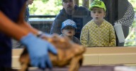 Visitors to a New Jersey zoo get to watch veterinarians treat the animals