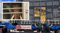 Perth Zoo’s last elephant: Putra Mas crossing the border into South Australia towards Monarto Safari Park