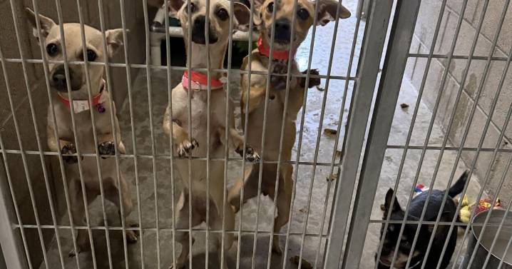 With a 'flood' of animals, shelter appeals for help