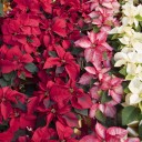 Gardening With Allen: Poinsettias not limited to just red
