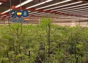 Recuperadas siete VPO  usadas para cultivos de marihuana en Vélez