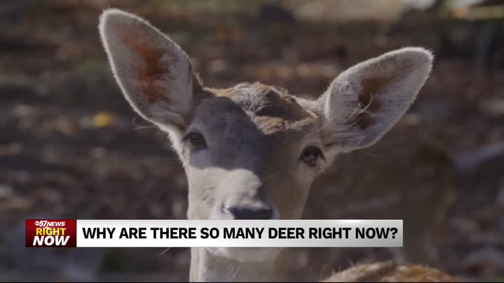 Are you seeing more deer in Michiana right now? An expert explains.