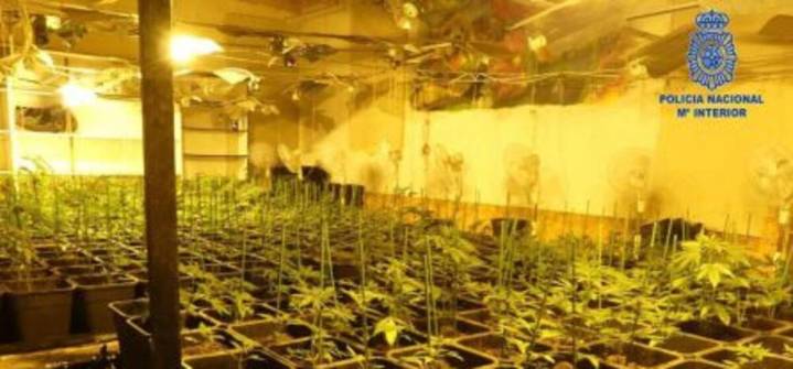 Juzgan a un grupo acusado de traficar con marihuana