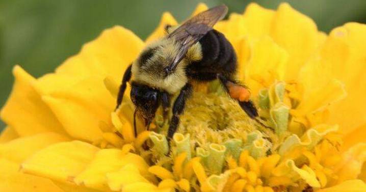 Bumblebees have learnt to read simple Morse code after boffins probed the critters