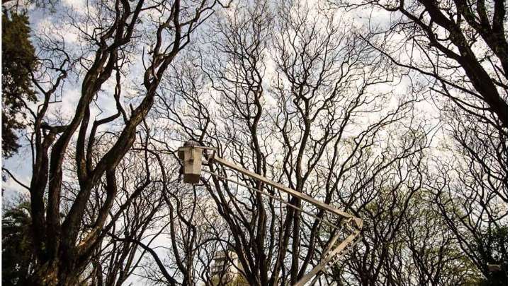 Paraná: harán mantenimiento del arbolado en la Costanera