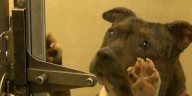 Dogfighting in SC: Investigators give inside look at what happens after rescues