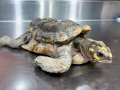 La historia de una tortuga morrocoy que vivió en cautiverio durante 30 años