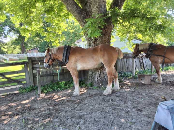 Learn to drive a horse team at Historic Washington State Park’s hands
