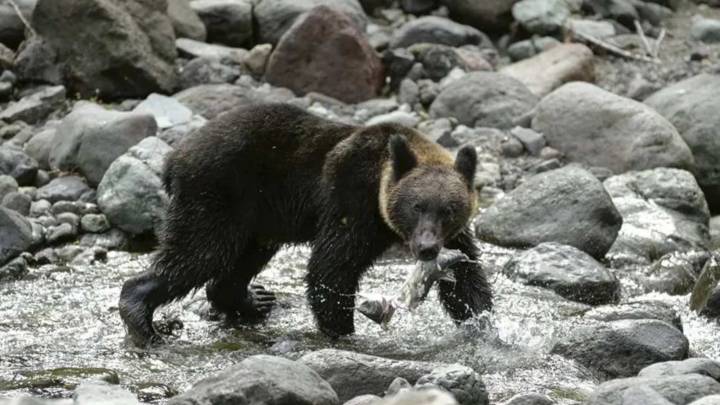 Aumentan Ataques de Osos en Japón; Suman 12 Muertos, Despliegan al Ejército
