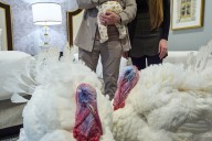 WATCH LIVE: Trump to pardon 2 turkeys in Thanksgiving White House tradition