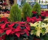 Consider Christmas tree alternatives that provide year