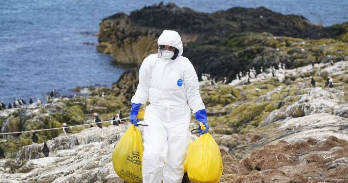 Bird flu mutations risk causing pandemic 'worse than Covid', scientist warns