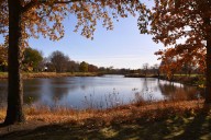 Oak trees and red-tailed hawk thrive in May Watts Park