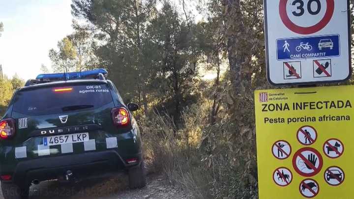 Localizan 4 jabalíes muertos por peste porcina africana en la sierra de Collserola, Barcelona