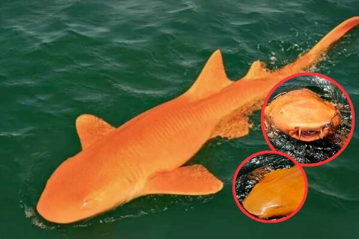 Aparece un tiburón naranja en Costa Rica: un misterio genético en el mar