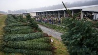 Why 50,000 Christmas trees went on sale at this event in Pennsylvania (and what that means for holiday shopping)