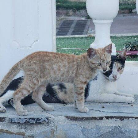 Felinos de la Gruta de Lourdes cuentan con refugio temporal en Poliribas, Aragua
