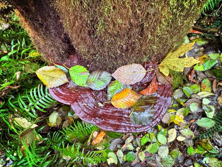 Scene in Edmonds: Around town Monday