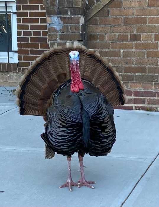 A flockin’ surprise: Why wild turkeys are thriving in unexpected parts of NYC