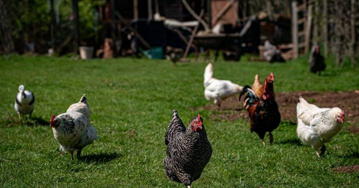 Bird flu outbreak confirmed in Devon