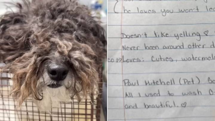 Dog Left At California Shelter With A Note That Left Rescuers Shattered