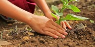 Volunteers needed to plant over 300 trees in Vanderburgh County
