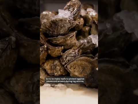 New Jersey creates reefs from recycled oyster shells