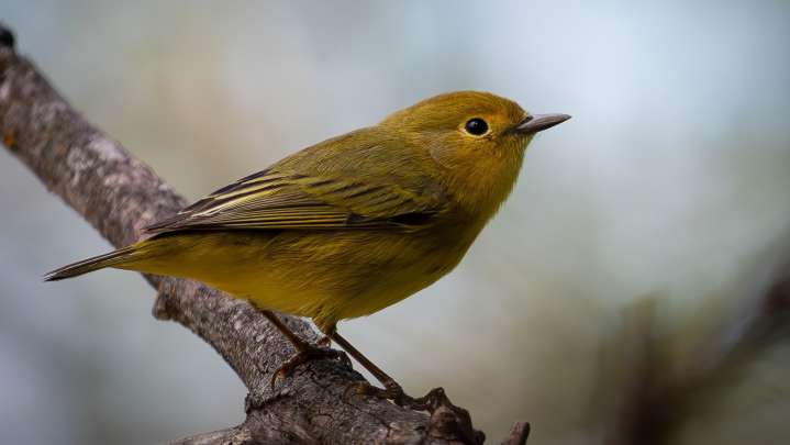 Turn Thrift Store Vases Into A Beautiful Yard Feature For Birds