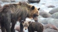 Japan Calls Out The Military To Help Stop Surge In Bear Attacks