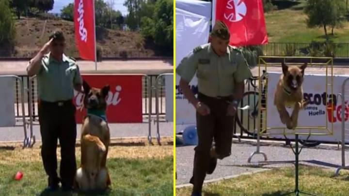 "Grifo", "Elián" y "Mate": Perros de Carabineros encantan con su talento en la Mascotatón